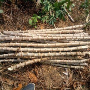 Cassava Stem Cuttings
