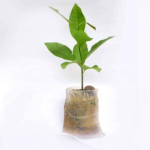 Supergene Cashew seedling