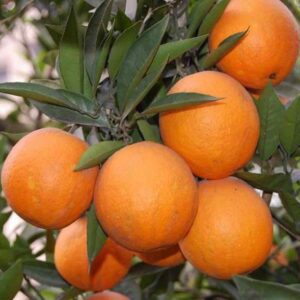 Sweet Orange Seedlings (Citrus)