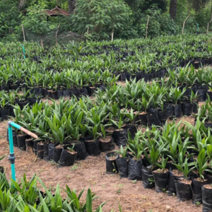 Supergene oil palm seedling
