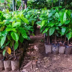 cocoa seedling