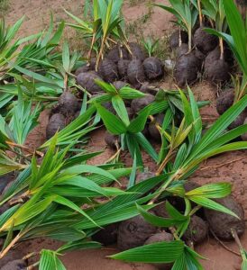 Dwarf coconut seedling