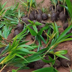 Dwarf coconut seedling